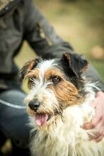 CAMILLO, Hund, Basset Hound in Ungarn - Bild 1