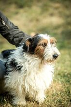 CAMILLO, Hund, Basset Hound in Ungarn - Bild 5
