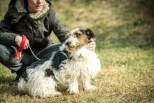 CAMILLO, Hund, Basset Hound in Ungarn - Bild 6