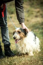 CAMILLO, Hund, Basset Hound in Ungarn - Bild 7
