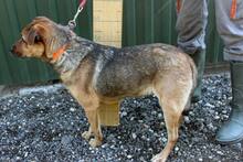 PICURI2, Hund, Mischlingshund in Ungarn - Bild 1