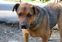 PICURI2, Hund, Mischlingshund in Ungarn - Bild 3