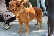 LIZA8, Hund, Mischlingshund in Ungarn - Bild 1