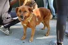 LIZA8, Hund, Mischlingshund in Ungarn - Bild 2