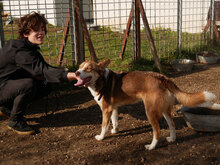 BAMBINO, Hund, Mischlingshund in Bulgarien - Bild 10