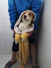 BAMBINO, Hund, Mischlingshund in Bulgarien - Bild 3