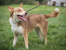 BAMBINO, Hund, Mischlingshund in Bulgarien - Bild 5