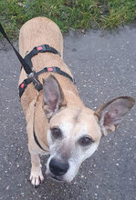 KAISER, Hund, Mischlingshund in Aschheim - Bild 2