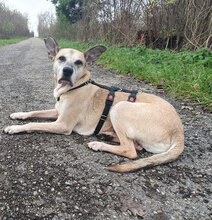 KAISER, Hund, Mischlingshund in Aschheim - Bild 4