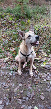 KAISER, Hund, Mischlingshund in Aschheim - Bild 6