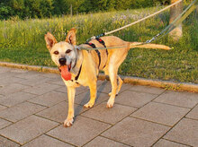 KAISER, Hund, Mischlingshund in Aschheim - Bild 8