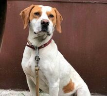 PONGO, Hund, Mischlingshund in Bulgarien - Bild 2