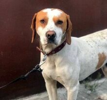 PONGO, Hund, Mischlingshund in Bulgarien - Bild 7