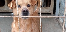 VLAJO, Hund, Mischlingshund in Rumänien - Bild 1