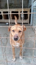 VLAJO, Hund, Mischlingshund in Rumänien - Bild 2