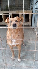 VLAJO, Hund, Mischlingshund in Rumänien - Bild 3