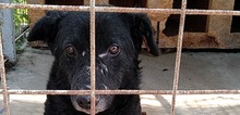 TARIK, Hund, Mischlingshund in Rumänien - Bild 1