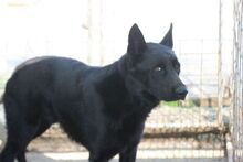 KAJOS, Hund, Deutscher Schäferhund in Rumänien - Bild 2