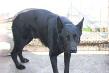 KAJOS, Hund, Deutscher Schäferhund in Rumänien - Bild 3