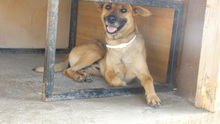 NEO, Hund, Mischlingshund in Rumänien - Bild 1