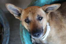 NEO, Hund, Mischlingshund in Rumänien - Bild 2