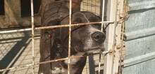 SNOOPY, Hund, Mischlingshund in Rumänien - Bild 1