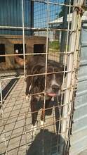 SNOOPY, Hund, Mischlingshund in Rumänien - Bild 3