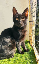 CANDY, Katze, Hauskatze in Bulgarien - Bild 3