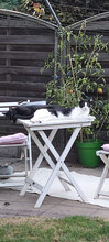 MANNY, Katze, Hauskatze in Bulgarien - Bild 6