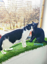 MANNY, Katze, Hauskatze in Großostheim - Bild 7