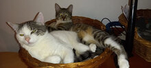 TSETSO, Katze, Hauskatze in Fredersdorf-Vogelsdorf - Bild 6