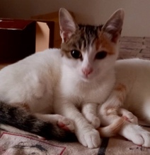 LUNA, Katze, Hauskatze in Italien - Bild 1