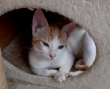 LILLY, Katze, Hauskatze in Italien - Bild 1