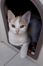 LILLY, Katze, Hauskatze in Italien - Bild 3