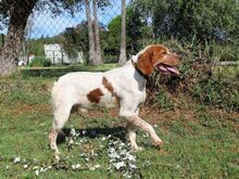 MIRLO, Hund, Bretonischer Vorstehhund in Spanien - Bild 2