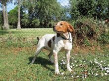 MIRLO, Hund, Bretonischer Vorstehhund in Spanien - Bild 3