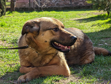 FEBE, Hund, Mischlingshund in Bosnien und Herzegowina - Bild 1