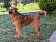 FEBE, Hund, Mischlingshund in Bosnien und Herzegowina - Bild 2