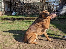 FEBE, Hund, Mischlingshund in Bosnien und Herzegowina - Bild 3