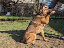 FEBE, Hund, Mischlingshund in Bosnien und Herzegowina - Bild 4