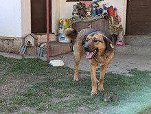 FEBE, Hund, Mischlingshund in Bosnien und Herzegowina - Bild 5