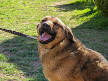 FEBE, Hund, Mischlingshund in Bosnien und Herzegowina - Bild 6