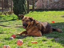 FEBE, Hund, Mischlingshund in Bosnien und Herzegowina - Bild 7