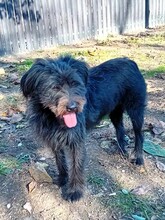 FRANZI, Hund, Mischlingshund in Rumänien - Bild 1