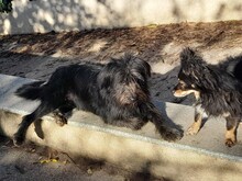 FRANZI, Hund, Mischlingshund in Rumänien - Bild 11