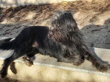 FRANZI, Hund, Mischlingshund in Rumänien - Bild 13