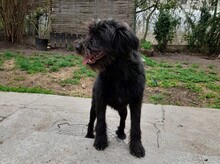 FRANZI, Hund, Mischlingshund in Rumänien - Bild 15