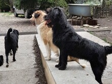FRANZI, Hund, Mischlingshund in Rumänien - Bild 17