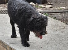 FRANZI, Hund, Mischlingshund in Rumänien - Bild 18