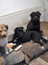 FRANZI, Hund, Mischlingshund in Rumänien - Bild 19